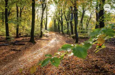 Park Konijnenburg Villa Putten Kültér fotó